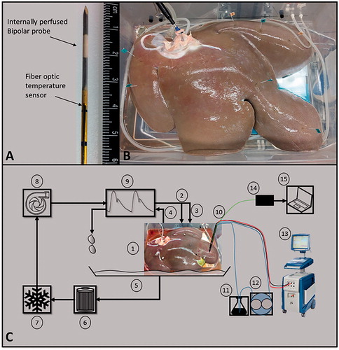 Figure 2. (A) An internally perfused bipolar applicator and the attached fiber optic temperature sensor. (B) A perfused porcine liver post treatment. Each treatment point was marked with stainless steel flags to serve as a guide during sectioning. (C) A representative schematic of the POM and pulse delivery system where, (1) perfused porcine liver, (2 and 3) hepatic artery and portal vein as inlets, (4) vena cava as outlet, (5) container, (6) filter, (7) heater/cooler system, (8) pump, (9) waveform generator, (10) IRE probe with fiber optic probe attached (shown as bipolar probe), (11) flask of deionized water, (12) peristaltic pump, (13) NanoKnife™ pulse generator, (14) fiber optic probe controller, (15) computer for temperature measurement acquisition. Overall, items 1–9 are integrated into the VasoWave™ organ preservation system, while items 10 and 13 are used for delivering IRE treatment, and 14, and 15 are for temperature measurement.