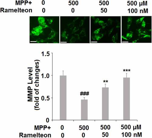 Figure 4. Ramelteon prevented MPP+-induced mitochondrial dysfunction. Cells were stimulated with MPP+ (500 µM) with or without Ramelteon (50, and 100 nM) for 36 hours. Levels of ΔΨm were examined using RH123. Scale bar, 50 μm. (###, P < 0.005 vs. vehicle; **, ***, P < 0.01, 0.005 vs. MPP+, N = 4–5)