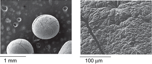 Figure 1.  SEM images of dual cross-linked beads at different magnifications.