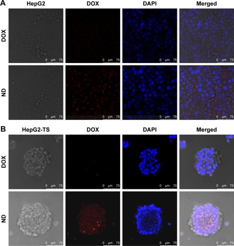 Figure 3 In vitro cellular uptake of nanoparticles.Notes: HepG2 cells (A) and HepG2-TS (B) were treated with free DOX and DOX-loaded PLGA nanoparticles after 2 hours, followed by staining with DAPI for nuclei. The red fluorescence of DOX and blue fluorescence of DAPI were analyzed by a confocal laser scanning microscopy. Bars represent 75 µm.Abbreviations: DOX, doxorubicin; ND, DOX-loaded nanoparticle; HepG2-TS, HepG2 tumor sphere; PLGA, poly(lactide-co-glycolide).