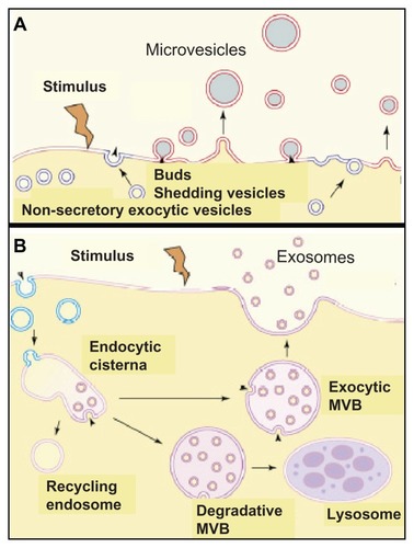 Figure 6 Molecular mechanisms for the release of exosomes. (A) involves the budding and subsequent shedding of specialized areas of the plasma membrane, which are identical to lipid rafts (in red), from the donor cells. (B) involves exocytosis, ie, fusion with the plasma membrane, of exocytic multivesicular bodies (MVB) which originated from endocytic cisternae and escaped degradation by degradative MVB and lysosomes as well as recycling by endosomes, and of microvesicles.