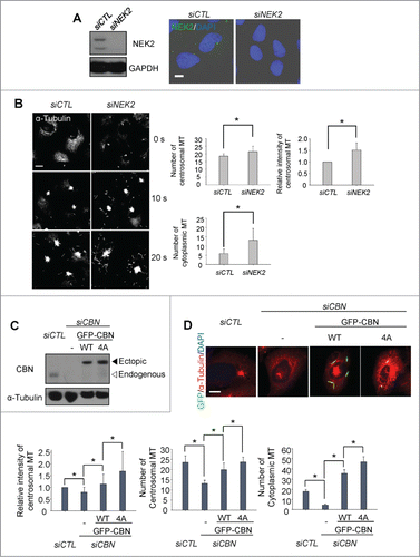 Figure 4. Importance of NEK2 phosphorylation of centrobin in microtubule formation. (A) Immunoblot and immunostaining analyses were carried out to confirm NEK2 depletion with siRNA transfection. Scale bar, 10 μm. (B) Microtubule regrowth assays were performed with the NEK2-depleted U2OS cells. The cells were immunostained with the α-tubulin antibody. The centrosomal microtubule intensities, the number of microtubules from a centrosome, and the number of cells with cytoplasmic microtubules were quantified. Scale bar, 10 μm. (C) Centrobin-depleted U2OS cells were stably rescued with the wild type (WT) or a phospho-resistant mutant of centrobin at T35, S36, S41, S45 (4A). Immunoblot analysis was performed with the centrobin and α-tubulin antibodies. (D) Microtubule regrowth assays were performed for 20 seconds with the centrobin-rescued U2OS cells. The cells were coimmunostained with the GFP (green) and α-tubulin (red) antibodies. Scale bar, 10 μm. The centrosomal microtubule intensities, number of microtubules from a centrosome, and number of cytoplasmic microtubules were quantified at the 10-second time point. At least 30 cells per an experimental group were measured in each of 3 independent experiments. Data show the mean±s.d.. *P < 0.05, in comparison to the centrobin depleted cells.