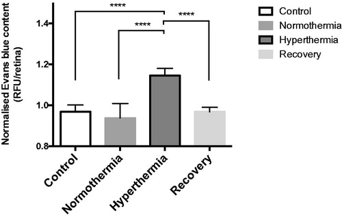 Figure 5. Sodium fluorescein (NaF) extravasation across the blood-retinal barrier after hyperthermia (n = 20, five in each group). This graph represents the relative fluorescence unit (RFU) due to penetration of NaF dye in the retinal tissue as measured with a spectrofluorometer. These values are normalised and computed using one-way ANOVA followed by Tukey’s multiple comparison test. As expected, the hyperthermia group (****p < 0.0001 vs. normothermia) has the highest RFU value. Hyperthermia is also significantly higher than the control (****p < 0.0001), and recovery groups (****p < 0.0001). Error bars represent standard error of mean (SEM).