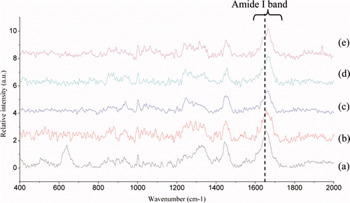 Figure 9. Raman spectra in the 400–2000 cm−1 region from perimysia incubated with concentrations of the crude extracts: (a) the control; (b) with 0.25%; (c) with 0.5%; (d) with 0.75%; and (e) with 1% of crude extracts (v/m). Figura 9. Espectros de Raman en la región de 400–2000 cm−1 de perimisios incubados con concentraciones de extractos no purificados: (a) control; (b) con 0.25%; (c); con 0.5%; (d) con 0.75%; (e) con 1% de extratos no purificados (v/m).