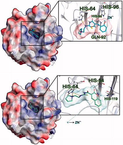Figure 4. 2D and 3D ligand interaction diagrams of active compound e11 at the binding cavity of hCA IX. (top) hydrolyzed form; (bottom) nonhydrolyzed form.
