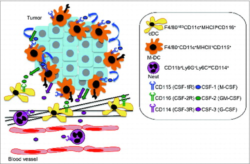 Figure 1. Proposed model for the distinct regulation of myeloid cell subpopulations in breast cancer. Tumor-derived hematopoietic growth factors CSF-1 (M-CSF), CSF-2 (GM-CSF), and CSF-3 (G-CSF) regulate distinct populations of myeloid cells in tumors. CSF-1-dependent F4/80+ CD11c+ MHCIIhi CD115+ myeloid cells, referred to as macrophage-dendritic cells (M-DCs), showed high endocytic and matrix metalloproteinase (MMP) proteolytic activity and localized close to the epithelium of tumor nodules. CSF-1-independent CD11b+ Ly6G+ Ly6Cint (neutrophils, CSF-3 dependent) and F4/80neg CD11c+ MHCIIhi (classical DCs, CSF-2 dependent) localized in the stroma.