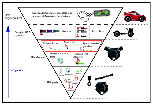 Figure 1. Universe of synthetic RNA devices and parts. An overview of the universe of RNA devices and parts that have been engineered in all three kingdoms of life. The red square delimits the space of RNA devices that this review focuses on. The blue arrow to the left of the picture represents how the complexity increases from bottom to top. The classification of RNA devices has been made consistent to previous work.Citation119