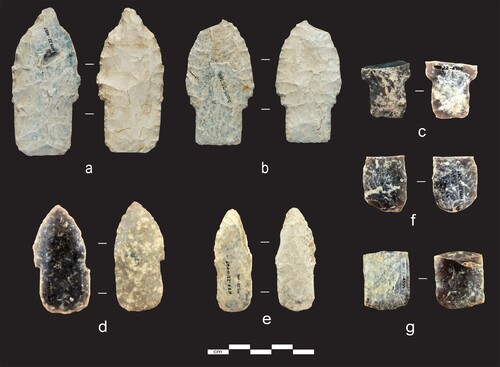 Figure 5. Knife River Flint Alberta points from the Wally’s Beach site, southern Alberta: (a) H99.22.4897, (b) H99.22.5704, (c) H99.22.4502, (d) H99.22.880, (e) H99.22.4467, (f) H99.22.5247, (g) H99.22.4359. Photographed courtesy of the Royal Alberta Museum.