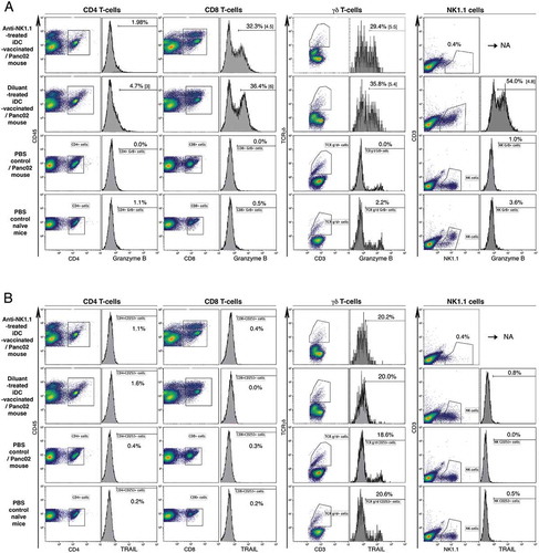 Figure 8. Immune status of anti-NK1.1-treated mice. Spleens from four groups were collected on d16: anti-NK1.1-treated, iDC-vaccinated and Panc02-challenged group; diluent-treated, iDC-vaccinated and Panc02-challenged group; PBS-treated, Panc02-tumor-bearing control group and PBS-treated naïve group. Intracellular expression of granzyme B (A) and TRAIL (B) were determined in CD4+ T-cells, CD8+ T-cells, γδ T-cells, and NK1.1+ cells after 4 days of culture. Value (% of fluorescent cells) of isotype is deduced from that of each corresponding Ab, except for TRAIL+ γδ T-cells.