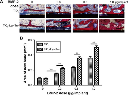 Figure 6 Histological observations and histomorphometric measurements.Notes: (A) Histological observations of the undecalcified sections stained with Van Gieson’s picrofuchsin in the same region as micro-CT and fluorescent observations. (B) Results of newly formed bone area from the histomorphmetric measurements. **indicates significant differences between groups (p<0.01).Abbreviations: BMP-2, bone morphogenetic protein-2; Lyo, lyophilization; Tre, trehalose.