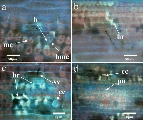 Fig. 4 (Colour online) Localization of hypersensitive cell death at individual penetration sites in resistant ‘Moro’ (a-c) and susceptible ‘Fielder’ (d) following inoculation with P. striiformis strain SRC-84. (a) Mesophyll cells (mc) in contact with primary infection hyphae, haustorial mother cells (hmc) and haustoria (h) exhibit weak autofluorescence at 6 dai. (b) Stronger autofluorescence associated with hypersensitive response (hr) among limited numbers of cells at 8 dai. (c) A substomatal vesicle (sv) is present in a larger affected area of infected mesophyll cells undergoing hypersensitive response (hr) exhibit a stronger autofluorescence at 12 dai. Collapsed cell (cc) undergoing hr. (d) Limited numbers of mesophyll cells have collapsed (cc) adjacent to pustules (pu) that exhibit weak fluorescence at 14 dai. Whole leaf sections were cleared in ethanol and stained with aniline blue. Bars = 50 µm.