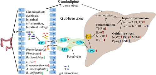 Figure 8. Schematic summary. S-amlodipine does not directly cause hepatocytes damage. However, 1.2 ~ 5 mg/kg of S-amlodipine treatment disrupts the gut microbiome in rats by reducing the abundance of beneficial bacteria and increasing the abundance of opportunistic pathogens. This alteration leads to an increase in fecal LPS content, triggering intestinal inflammation and upregulating the mRNA and proteins expression of pro-inflammation cytokines. The increased intestinal permeability results in the downregulation of tight junction proteins, and subsequently increased serum LPS concentration. Bacteria-derived LPS enters the liver through the portal vein and binds to TLR4 on hepatocytes and immune cells, inducing liver inflammation and oxidative stress. This process ultimately gives rise to hepatic inflammation and associated dysfunction in rats.