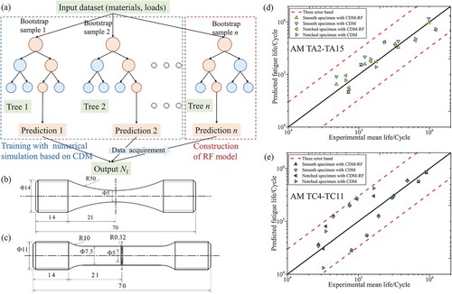 Figure 14. The fatigue life prediction of LMD TA2-TA15 and TC4-TC11 titanium alloys with the CDM-RF method. (a) CDM-RF strategy; (b) Smooth specimen; (c) Notched specimen; (d) Prediction results for AM TA2-TA15; (e) Prediction results for AM TC4-TC11. Reprinted with permission from Zhan et al. [Citation224] (Copyright (2021) Elsevier).