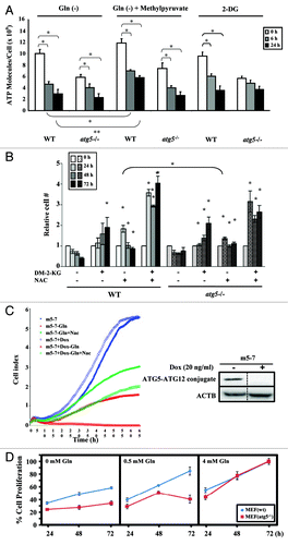 Figure 5. Glutamine depletion inhibits cell proliferation and decreases intracellular ATP levels. (A) ATP levels were reduced by glutamine depletion. WT and atg5−/− MEFs were seeded in complete medium to reach 50% confluence on the day of treatment, and then grown in serum-supplemented DMEM (without glutamine) in the presence or absence of glutamine (4 mM), 2-DG (10 mM) or methylpyruvate (10 mM) for the indicated time periods prior to harvesting. ATP assays were performed as described in Materials and Methods. Cell proliferation was inhibited by glutamine depletion and 2-DG treatment. WT and atg5−/− MEFs were seeded in complete medium to reach 10% confluence on the day of treatment, and then grown in serum-supplemented DMEM in the presence and absence of glutamine (4 mM) or in the full medium with 2-DG (10 mM) for indicated time periods. Relative cell proliferation (determined by the cell proliferation assay described in methods) for each treatment was calculated by comparing to that at 0 h, set as 1. Results from three independent experiments are shown as mean ± SD. The Student’s t-test was performed to determine the difference between (a) control (24/48 h) and -Gln (24/48 h); (b) control (24/48 h) and 2-DG (24/48 h). (B) Both DM-2-KG and NAC rescued cell proliferation. WT and atg5−/− MEFs were seeded in complete medium to reach 10% confluence on the day of treatment, and then grown in glutamine-depleted DMEM with DM-2-KG (7 mM), NAC (2 mM), or both. Cell proliferation was assessed by cell proliferation assay. Significance was calculated using the Student’s t-test between: WT MEFs in Gln(-) (24/48/72 h) and WT MEFs in DM-2-KG/NAC/combination of DM-2-KG and NAC (24/48/72 h); atg5−/− MEFs in Gln(-) (24/48/72 h) and atg5−/− MEFs in DM-2-KG/NAC/combination of DM-2-KG and NAC (24/48/72 h); WT MEFs in NAC (24 h) and atg5−/− MEFs in NAC (24 h). (C) Supplementing with NAC rescues the proliferation of glutamine-deprived cells. Real-time cell proliferation was monitored using an RTCA DP Analyzer. The m5-7 cells were maintained in medium without or with Dox to turn off Atg5 expression (right panel). Glutamine was withdrawn in the presence and absence of NAC supplements and cell growth determined and recorded every 30 min. (D) Minimal glutamine concentration required to support the proliferation of WT and atg5−/− MEFs. Cell proliferation was determined as described in Material and Methods. Briefly, 5000 cells were seeded into 96-well plate over night and incubated overnight prior to switching to the medium with indicated glutamine concentration (0, 0.5 and 4 mM), while 4 mM representing the complete medium. Cell viability was determined at 24, 48 and 72 h afterwards and the % relative cell proliferation was calculated as that of 72 h as 100%. Gln(-), grown in DMEM without glutamine; Gln(+), grown in DMEM with glutamine; DM-2-KG, dimethyl-2-ketoglutarate; 2-DG, 2-deoxyglucose; NAC, N-acetyl-cysteine; Dox, doxycycline. (A and B) Results are shown as mean ± SD from three independent experiments. *p < 0.05.