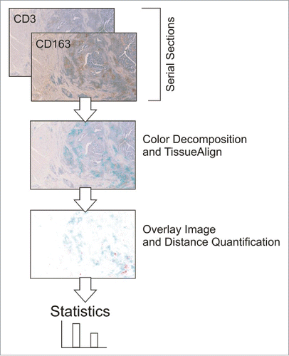 Figure 7. Processing of serial section images for the quantification of distances between CD3 T cells and CD163 macrophages.