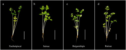 Figure 1. Plant stature of ‘Xuebaiqincai’ (a), ‘Saixue’ (b), ‘Baiganshiqin’ (c) and ‘Ruixue’ (d). The white scale bars in the right lower corner represent 10 cm.