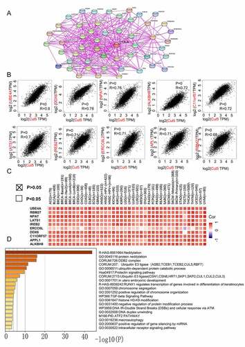 Figure 6. Analysis of genes and proteins relevant to CUL5. (a) The available CUL5-binding proteins determined by the experiment, obtained using the STRING tool. (b) The top 10 genes that were most strongly related to CUL5 from TCGA database, and the relationships between CUL5 expression and the following genes: ubiquitination factor e4a, dead box protein 6, nuclear protein mapped to ataxia telangiectasia locus, alkylated DNA repair protein AlkB homolog 8, chromosome 11 open reading frame 57, recombinant iron-responsive element-binding protein 2, excision repair cross-complementation group 6 like 2, adaptor protein, phosphortyrosine interaction, PH domain and leucine zipper containing 1, large tumor suppressor gene 1, and RNA-binding protein 27 obtained from the GEPIA2. (c) Detailed cancer types and the corresponding heat map data. (d) GO annotation results obtained using the Metascape platform