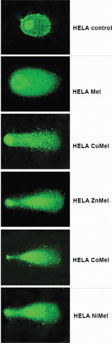 Figure 5. Representative comet images obtained after treatment of HeLa cells with meloxicam and its metal complexes. Note: The compounds were applied at a concentration of 500 µg/mL. DMSO-control cells were cultured in a medium containing 2% DMSO.