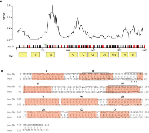 Figure 1 Comparison of protein Oac1b and Oac. (A) Plot of variation between Oac1b and Oac. Nucleotide differences were plotted across the horizontal axis with synonymous and non-synonymous mutations plotted as black and red vertical lines. Ticks and numbers across the horizontal axis are base positions. Transmembrance (TM) segments as predicted by Verma et al. are shown in yellow boxes below the gene. The critical residues for Oac function are indicated by green stars. The ratio of non-synonymous and synonymous substitution rate (Ka/Ks) across the gene using a sliding window of 90 bases (30 codons) and overlap of 3 bases (1 codon) is shown above the gene. (B) Pair-wise list the amino acid sequences of protein Oac1b and Oac. Lines represent amino acid residues that are identical, whereas dots represent amino acids that are similar. TM segments are indicated in red color. The three major regions conserved among the inner membrane trans-acylase family proteins are boxed. The three critical residues for Oac function are marked by asterisk.