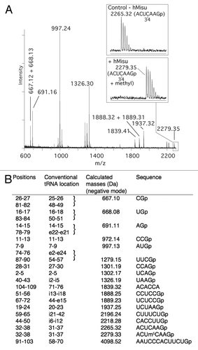 Figure 2. MALDI mass spectrometry analysis of intron-containing human pre- tRNA Leu(CAA) for methylation at position 34. (A) MALDI mass spectrum of pre- tRNA Leu(CAA) methylated by hMisu and digested by RNase T1 that cleaves after guanosines. The spectral region around the ACUCAAGp fragment containing C34 is enlarged to show the peak of the nonmethylated ion (m/z 2265.32) in the control without enzyme and the ion methylated by hMisu (m/z 2279.35). (B) List of theoretical masses of RNase T1 fragments of singly protonated pre- tRNA Leu(CAA).
