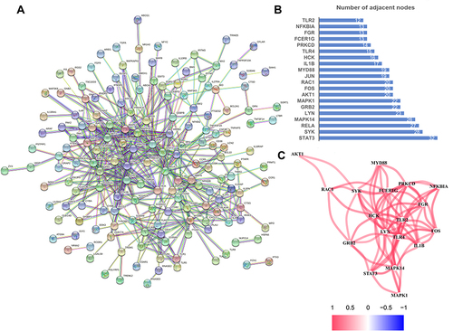 Figure 5 Maps illustrating the association between MEturquoise genes. (A) The PPI network of MEturquoise genes generated by the STRING platform. (B) Bar chart showing the top 20 hub genes. (C) The coexpression network showing correlation intensity of the top 20 hub genes and the cutoff of correlation coefficient is 0.4.