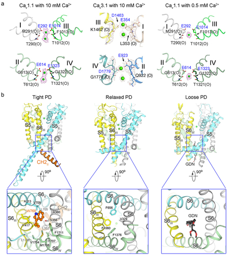 Figure 3. The structures of PD. (a) the putative Ca2+ coordination in SF vestibule. Ca2+ ions are coordinated by the EEEE residues for Cav1 and Cav2 channels, contrasting with EEDD residues in Cav3 channels. The distinct features of Ca2+ ion densities (purple and brown meshes) are observed at concentrations of 0.5 and 10 mM, respectively. (b) the resolved structures of PD can be classified into three conformations, tight PD (represented by Cav2.2, PDB: 7MIY), relaxed PD (represented by Cav1.1, PDB: 5GJV), and loose PD (represented by Cav1.2, PDB: 8WEA). The variations include the volume of the central cavity, the composition and size of the intracellular gate, and the contour of SF. The α1 structures are domain colored (grey for repeat I, cyan for repeat II, yellow for repeat III, and palegreen for repeat IV). The Cav2-specific CH2II segment is shown as orange cartoon, with the conserved Trp residue shown as orange ball-and-stick. The hydrophobic residues constituting intracellular gate are depicted as sticks. The detergent molecule, glyco-diosgenin (GDN), is nestle into the expanded intracellular gate, as seen in the loose PD. Panel a was adapted from our published papers [Citation27,Citation50] with minor modifications.