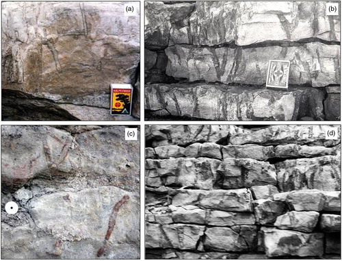 Fig. 6  Field photographs of Ophiomorpha cf. nodosa from the Firkanten Formation. (a) Sparsely-spaced shafts from the middle part of unit C, Basilikaelva section. (b, d) Dense population of shafts in the upper part of unit C, Basilikaelva section. (c) Sparsely scattered shafts in a sandstone bed of the Todalen Member, Bayfjellnosa section.