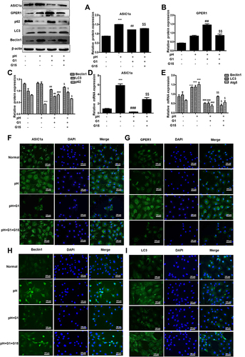 Figure 5 GPER1 inhibits autophagy by down-regulating the expression of ASIC1a. (A–C) Western blot analysis of ASIC1a, GPER1, Beclin1, LC3 and p62 protein in chondrocytes were pretreated with or without agonist for GPER1 (G1) followed by stimulation with G15. (D and E) The mRNA expression of ASIC1a, Beclin1, LC3 and Atg5 in chondrocytes were pretreated with or without G1 followed by stimulation with G15. (F–I) G1 and G15-induced expression levels of ASIC1a, GPER1, Beclin1 and LC3 were analyzed by immunofluorescence in chondrocytes. Representative views from each group are presented (original magnification, ×400). Data are presented as mean ± SEM. ***P < 0.001 versus normal group; ##P < 0.01, ###P < 0.001 versus pH group; $P < 0.05, $$P < 0.01 versus G1 group.