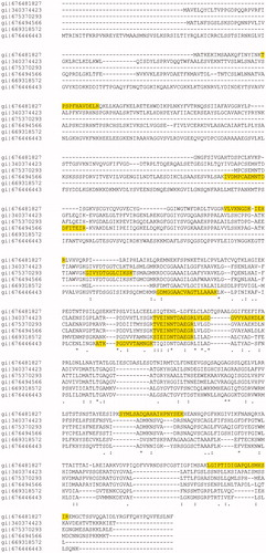 Figure 3. Multiple sequence alignment relative to the six aminopeptidase identified by MS/MS.