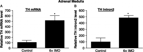 Figure 1  Effect of repeated immobilization (IMO) stress on TH mRNA levels and transcripts containing intron 2 in the adrenal medulla. The relative levels of TH mRNA and transcripts containing intron 2 were determined by RT-PCR in adrenal medulla from controls and rats exposed to 2 h IMO daily for 6 days (6 × IMO). Data are the mean ± S.E. values of TH mRNA or intron 2 levels relative to those in the control samples. The control levels were taken as 100. * p ≤ 0.05 compared to control.