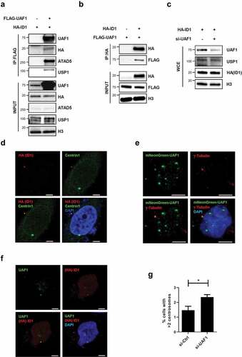 Figure 5. UAF1 and ID1 interact, and co-localize at the centrosome.