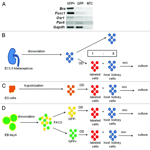 Figure 1. Chimera formation. (A) RT-PCR confirmed that GFP+ cells prominently expressed mesodermal genes, Bra, Foxc1 and Osr1 whereas the ectodermal marker, Pax6, was more prominent in GFP- cells; NTC, no template control. (B–D) KRCs (blue) from E13.5 metanephroi (B), ESCs (orange) (C) and FACS-sorted Bra+ (green) or Bra- (yellow) cells (D) were dissociated to single cells and labeled with QDs (thus becoming red cells) and mixed with unlabeled KRCs (blue) in a ratio of 1 to 8 prior to re-aggregation.