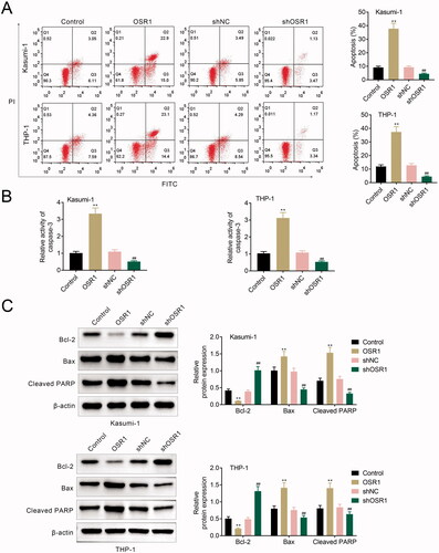 Figure 3. Silence of OSR1 suppressed acute myeloid leukaemia cell apoptosis. (A) Over-expression of OSR1 promoted the cell apoptosis of Kasumi-1 and THP-1, shRNA-mediated silence of OSR1 suppressed the cell apoptosis. (B) Over-expression of OSR1 promoted the caspase-3 activity of Kasumi-1 and THP-1, shRNA-mediated silence of OSR1 suppressed the caspase-3 activity. (C) Over-expression of OSR1 reduced protein expression of Bcl-2, while enhanced Bax and cleaved PARP, in Kasumi-1 and THP-1, shRNA-mediated silence of OSR1 enhanced Bcl-2, while reduced Bax and cleaved PARP. ** vs. control, p < .01. ## vs. shNC, p < .01.