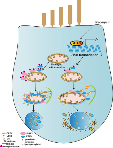 Figure 9. Schematic representation of how neomycin attenuates PINK1-PRKN-mediated mitophagy by promoting ATF3 expression.