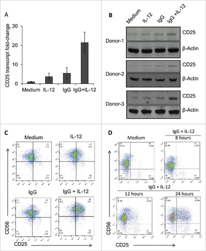Figure 2. Dual stimulation of NK cells via immobilized IgG and IL-12 leads to increased CD25 expression. (A) Healthy donor NK cells cultured in the presence of medium, IL-12, immobilized IgG, or IgG plus IL-12 were harvested and processed for Real-Time PCR analysis of CD25 (IL-2Rα) transcript levels. Results are given as fold increase in transcript over baseline (medium). (B) Following stimulation for 24 h, NK cells were harvested, and protein lysates were examined via western blot to detect CD25 expression. β-actin was used as a loading control. Three representative donors are shown. (C) NK cells cultured in the different treatment conditions were harvested and stained via flow cytometry to evaluate surface expression of CD56 and CD25. (D) NK cells were cultured in the presence of medium (control) or immobilized IgG plus IL-12, and were collected at sequential time points (8 h, 12 h, and 24 h) and stained via flow cytometry to evaluate surface expression of CD56 and CD25 over time.