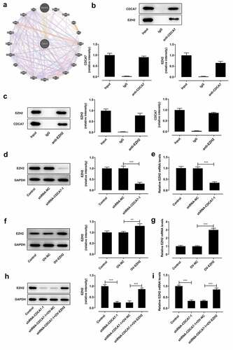 Figure 6. CDCA7 interacted with EZH2