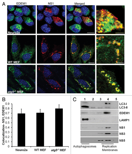 Figure 6. JEV NS1 localizes to EDEM1-positive vesicles. (A) JEV-infected Neuro2a cells, and WT and atg5−/− MEFs (MOI 5, 24 h) were stained with EDEM1 (green) and NS1 (red) antibodies. Color-merged images are shown in the third panel. Panels on the extreme right show magnified view of the region marked with *. Scale bar: 10 µm and 3 µm (extreme right panels). (B) Colocalization of NS1 with EDEM1 in Neuro2a, WT and atg5−/− MEFs (C) Postnuclear supernatants of JEV-infected Neuro2a cells were fractionated on a discontinuous Optiprep gradient. Five fractions were collected from top to bottom of the gradient and probed with antibodies against LC3, EDEM1, LAMP1, NS1, NS3, and NS5.