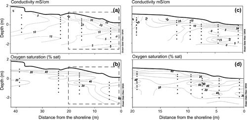 Figure 3. Conductivity (mS/cm; a, c), and dissolved oxygen saturation (%; b, d) in the beach groundwater. The left panels (a, b) present data measured in 2012 along a 35-m transect of multi-level samplers; the right panels (c, d) present data measured in 2013 in the intertidal zone (dashed rectangle in a and b panels). The beach morphology has been done by differential global positioning system (DGPS) measurements. The depth is relative to mean sea level (i.e., 0 m depth) and the contour lines were derived by linear spatial interpolation (kriging method) of the data. The interpolation model reproduced the empirical data set very well (95% confidence level). Data were modified from Chaillou et al. (Citation2014).