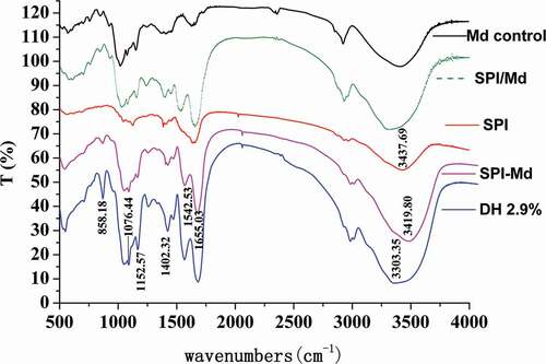 Figure 2. FT-IR spectrum of SPI, Md, SPI/Md mixture, SPI-Md conjugates, and hydrolysates of SPI-Md conjugates (DH 2.9%).