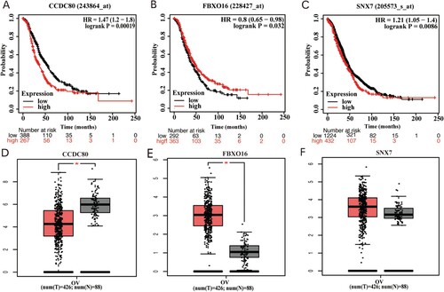 Figure 6. Relationship between the expression levels of (A) CCDC80, (B) FBXO16, and (C) SNX7 with the overall survival of patients with OC; red indicates high expression and black indicates low expression (log-rank P < 0.05). Comparison of the expression of (D) CCDC80, (E) FBXO16, and (F) SNX7 in OC tissues and normal healthy tissues; red indicates tumorous tissues and grey indicates normal tissues. CCDC80 was significantly downregulated, while FBXO16 was significantly upregulated in OV tissues compared to the expressions in normal tissues (P < 0.01). SNX7 was upregulated in OV tissues, but the difference was not significant (P > 0.05). The red asterisk (*) represents the level of significance at P < 0.01.