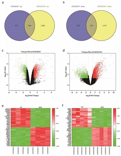 Figure 3. Volcanic and heat maps of DEGs in GSE30247 and GSE167311. (a, b) Venn diagram describing the up and down-regulated ODEGs; (c, d) Volcanic maps of all the respective genes in GSE30247 and GSE167311. Red spot: up-regulated; Green spot: down-regulated; Black spot: no significant difference; (e, f) Respective heat maps for top 40 altered genes of DGEs in GSE30247 and GSE167311. DEGs: differentially expressed genes.