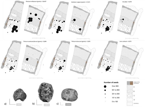 Figure 10. Spatial distribution of the most abundant food plants within the Bronze Age house at Kalnik-Igrišče (not including cf.). Carbonised remains of (a) broomcorn millet (Panicum miliaceum), (b) free-threshing wheat (Triticum aestivum/durum/turgidum), (c) broad bean (Vicia faba).