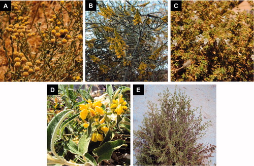 Figure 6.  Deserts plants studied for anticancer potential – A. fragrantissima (A), O. baccatus (B), O. dayi (C), P. platystegia (D) and V. iphionoides (E).