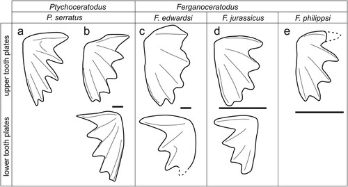 FIGURE 5. Comparison of Ferganoceratodus erdwardsi tooth plates with the type species of Ptychoceratodus, P. serratus. A, holotype of P. serratus (redrawn from Agassiz, Citation1833–43:vol. 3, pl. 19, fig. 18). B, material referred to P. serratus by Schultze (Citation1981). C, the new material of F. edwardsi. D, the type series of Ferganoceratodus, F. jurassicus (redrawn from Nessov & Kaznyshkin, Citation1985). E, type specimen of F. phillipsi upper row, pterygoid tooth plates; lower row, prearticular tooth plates. Scale bars equal 10 mm.