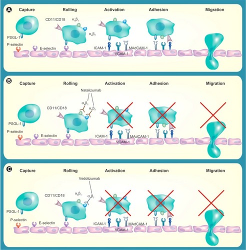 Figure 1 Blockade of α-integrins inhibits leukocyte migration into gut mucosa.