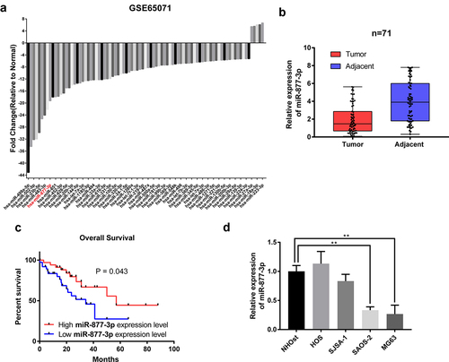 Figure 1. The expression of miR-877-3p in osteosarcoma. (a) In silico analysis using GEO database data GSE65071, including 20 human osteosarcoma tumor tissue samples and 15 control tissue samples. Differentially expressed miRNAs were plotted. (b) The expression of miR-877-3p in 71 samples of OS tissues and adjacent normal tissues were determined by real-time PCR. (c) The mRNA levels of miR-877-3p in OS tissues and adjacent normal tissues determined by real-time PCR. (d) overall survival of osteosarcoma patients based on miR-877-3p expression. (e) Expression level of miR-877-3p in osteosarcoma cells and normal osteoblast cell.