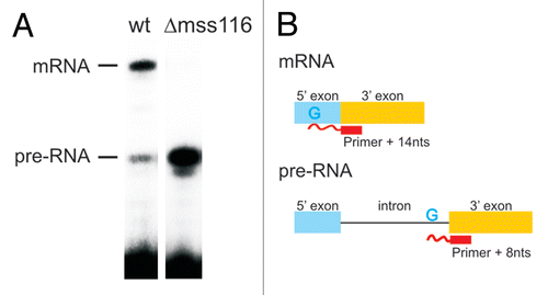Figure 1 Mss116p-promoted splicing of the ai5γ intron in yeast mitochondria. (A) Comparison of the in vivo splicing activity in a wt yeast strain and a mss116-knockout strain. In the presence of Mss116p 70–75% of the cox1 pre-RNA are spliced, while less than 1% of splicing occurs in the absence of Mss116p. (B) Scheme of the Poison Primer Assay used to assess in vivo splicing activities. A primer hybridizes to the 5′ end of the downstream exon and is extended by a Reverse Transcriptase in the presence of ddCTP (and dATP, dGTP, dTTP). The extension therefore stops at the first G in the template, which results in a Primer + 14 nts product for the ligated exons and Primer + 8 nts for the unspliced pre-RNA.