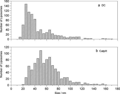 Figure 4.  Liposome size distributions obtained from cryo-TEM images taken for the systems: (a) DC and (b) CatpH,. A population of 826 particles was analyzed for the system DC and a population of 924 particles was analyzed for the CatpH system. The later presents a broader size distribution.