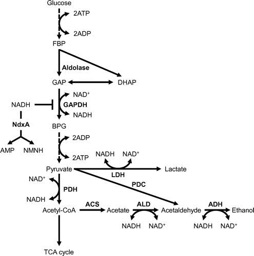Figure 3. Glycolytic flow regulated by NdxA under hypoxia.