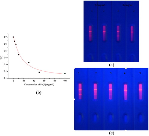 Figure 6. (a) The standard curve of fluorescence strip detection Pb(II) in brown rice. (b) Optimization of two kinds of coating concentration in brown rice. (0.2 and 0.4 mg/mL, and pad 1 = 0 ng/mL and pad 2 = 100 ng/mL). (c) The sensitivity of the fluorescence strip in brown rice. (n = 8). 1 = 0 ng/mL, 2 = 10 ng/mL, 3 = 25 ng/mL, 4 = 40 ng/mL, 5 = 50 ng/mL.